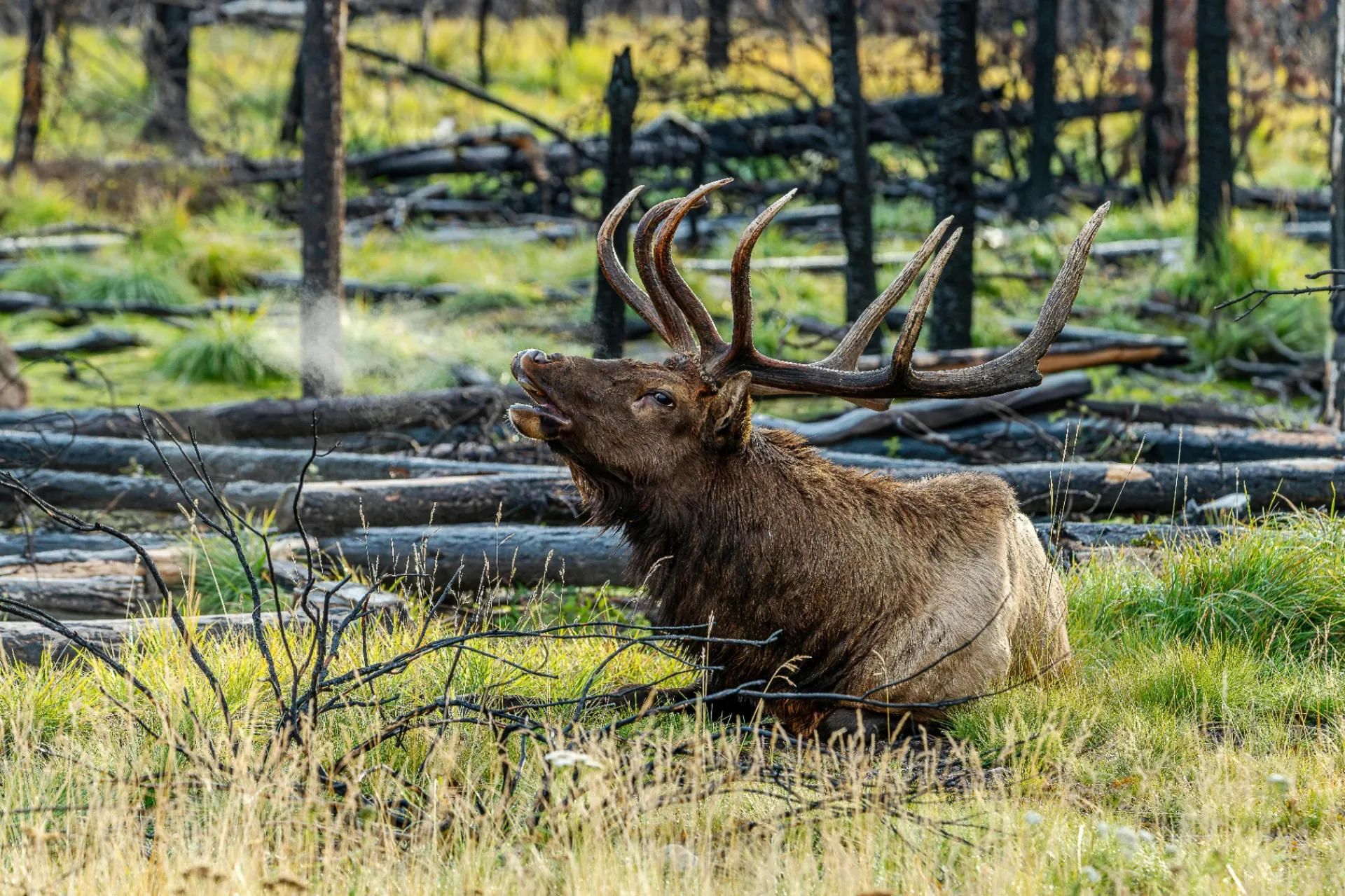 Mature 6x6 bull elk bugling on a mountain ridge at dawn